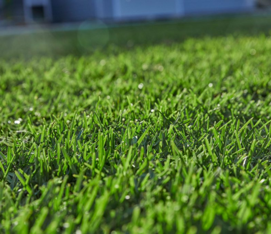 Creating a Lush Landscape: Essential Services for a Thriving Lawn