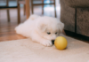 5 Tips for Raising a Well-Behaved Puppy While Ensuring Long-Term Wellness
