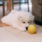 5 Tips for Raising a Well-Behaved Puppy While Ensuring Long-Term Wellness