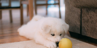 5 Tips for Raising a Well-Behaved Puppy While Ensuring Long-Term Wellness