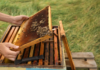5 Advantages of Hiring a Honey Bee Removal Service