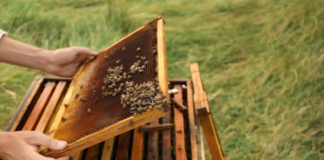 5 Advantages of Hiring a Honey Bee Removal Service